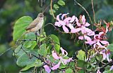 Streak-eared Bulbul